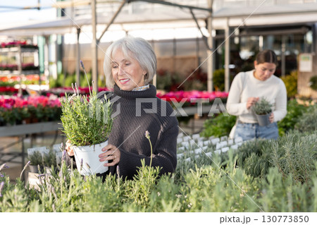 Senior woman buy potted French lavender plant in shop Senior woman buy potted French lavender plant in shop 130773850