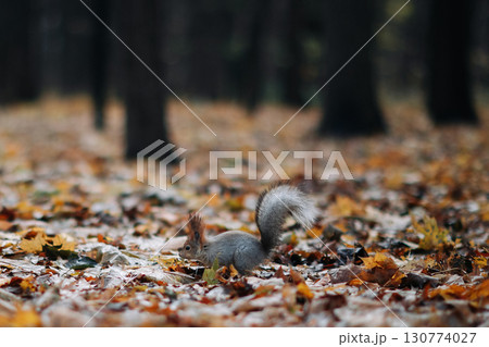 A red squirrel in the autumn forest in its natural habitat. A close-up portrait of a squirrel. The forest is full of muted colors on the eve of winter. A red squirrel in the autumn forest in its natural habitat. A close-up portrait of a squirrel. The forest is full of muted colors on the eve of winter. 130774027