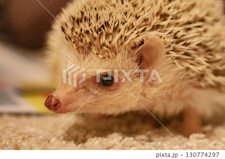 散歩するハリネズミ 散歩するハリネズミ 130774297