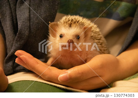 手に乗るハリネズミ 130774303