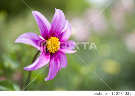 ピンク色のダリアの花が咲いています。 130774323