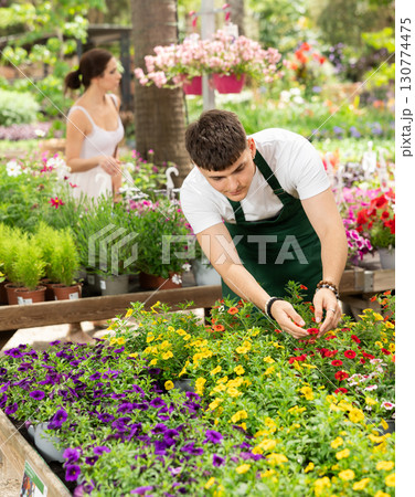 Male gardener takes care of potted flowers calibrachoa (million bells) on flowers store 130774475