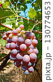 Bunches of grapes hang in an autumn garden 130774653