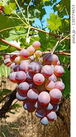 Bunches of grapes hang in an autumn garden 130774653