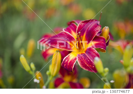 黄色と赤色のデイリリー(ヘメロカリス)が咲いています。このデイリリーの名前はローリーランドです。 黄色と赤色のデイリリー(ヘメロカリス)が咲いています。このデイリリーの名前はローリーランドです。 130774677