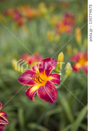 黄色と赤色のデイリリー（ヘメロカリス）が咲いています。このデイリリーの名前はローリーランドです。 130774678