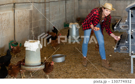 Woman farmer picking fresh eggs in henhouse 130774932