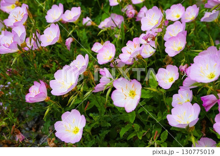 ヒルザキツキミソウ　昼咲月見草　花　 130775019