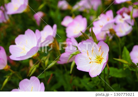 ヒルザキツキミソウ 昼咲月見草 花 ヒルザキツキミソウ 昼咲月見草 花 130775021