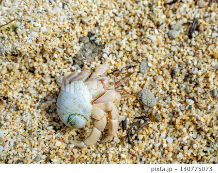 オカヤドカリ(鹿児島県 奄美大島) オカヤドカリ(鹿児島県 奄美大島) 130775073