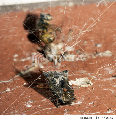 Dead wasp insect caught in a spiders web half eaten close up 130775083