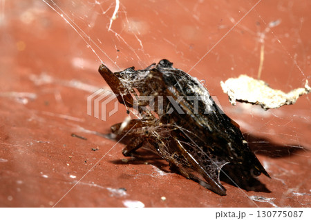 Dead insect caught in a spiders web half eaten close up 130775087