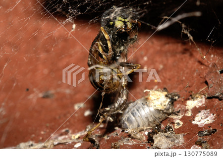 Dead wasp insect caught in a spiders web half eaten close up 130775089