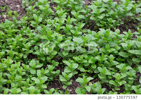 Spices and Herbs, Lovage plant (Levisticum officinale) growing in the garden 130775597