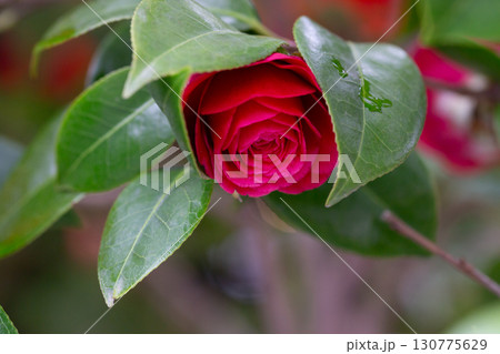 early signs of spring. red Camelia flowers blooming on large bush. change of seasons early signs of spring. red Camelia flowers blooming on large bush. change of seasons 130775629