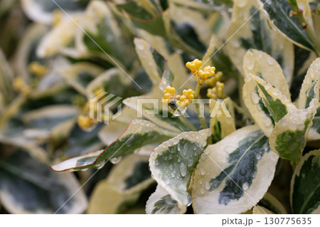 Euonymus japonicus. Euonymus japonicus bush with bright yellow leaves. Background with green leaves close-up. 130775635