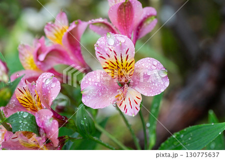 Pink Alstroemeria close-up, known as the Peruvian lily in the garden, selective focus. Spring floral pink background. Pink Alstroemeria close-up, known as the Peruvian lily in the garden, selective focus. Spring floral pink background. 130775637
