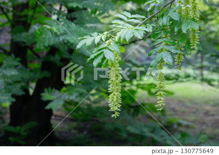 Branches with flowering catkins of Caucasian Walnut or Pterocarya Fraxinifolia tree 130775649