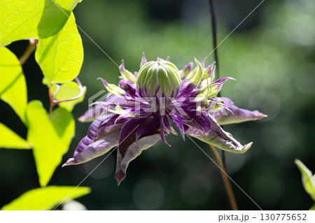 Clematis Taiga. The flowers are very decorative, violet-blue with green-yellow at the ends of the petals 130775652