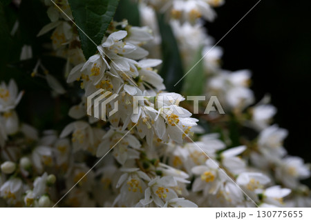 Spring flowering of Japanese snow flower Deutzia gracilis in a forest garden in the countryside of a European village. Spring flowering of Japanese snow flower Deutzia gracilis in a forest garden in the countryside of a European village. 130775655