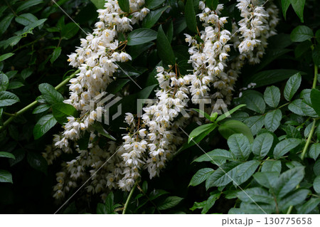 Spring flowering of Japanese snow flower Deutzia gracilis in a forest garden in the countryside of a European village. Spring flowering of Japanese snow flower Deutzia gracilis in a forest garden in the countryside of a European village. 130775658