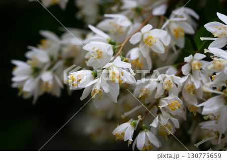 Spring flowering of Japanese snow flower Deutzia gracilis in a forest garden in the countryside of a European village. 130775659