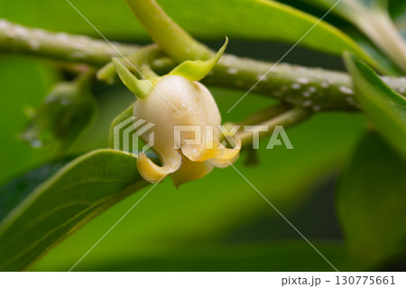 Close up of blooming persimmon buds , background Close up of blooming persimmon buds , background 130775661