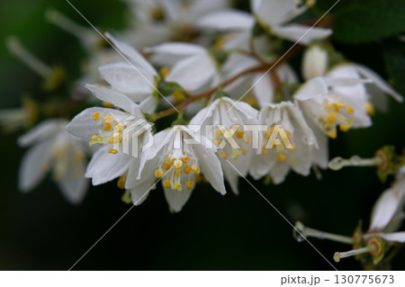 Deutzia gracilis white flowers in garden, macro. Slender deutzia white flowering plant in spring park. 130775673