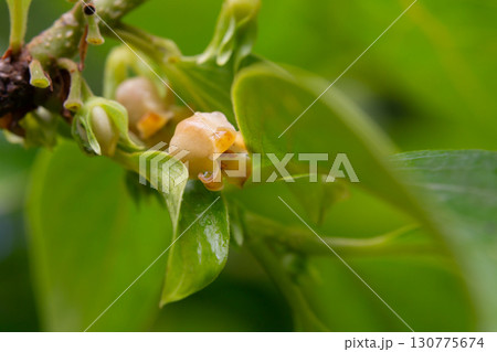 Close up of blooming persimmon buds , background Close up of blooming persimmon buds , background 130775674