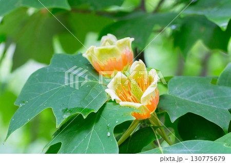 Beautiful blossoms of tulip tree, Liriodendron tulipifera Beautiful blossoms of tulip tree, Liriodendron tulipifera 130775679
