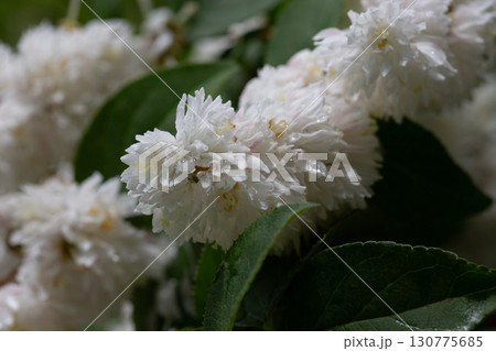 Fuzzy deutzia ( Deutzia scabra ) flowers. Hydrangeaceae deciduous shrub 130775685