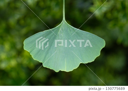 Ginkgo tree (Ginkgo biloba) or ginkgo with bright green new leaves on background of blurry foliage. Selective focus. Close-up. Landscaped garden. Nature concept for desig 130775689