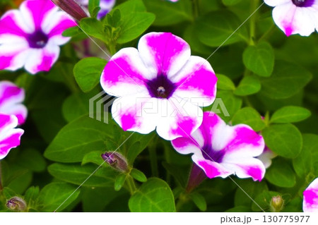 ペチュニア Petunia 花 ペチュニア Petunia 花 130775977