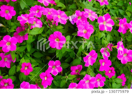 ペチュニア　Petunia　花 130775979