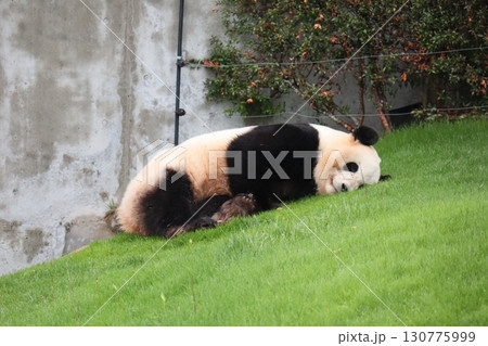 草のベッドで夢見るパンダ 130775999