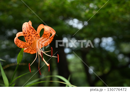 夏の花 コオニユリの花 夏の花 コオニユリの花 130776472