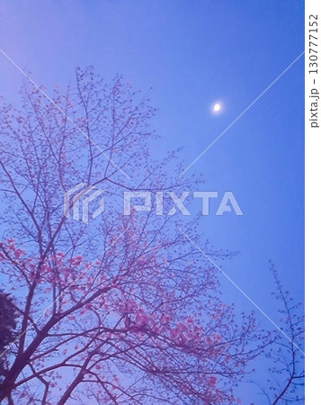 夕方の空に映える桜と月 夕方の空に映える桜と月 130777152