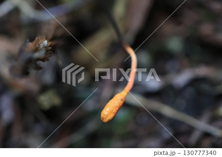 冬虫夏草 130777340