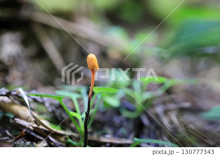 冬虫夏草 130777343