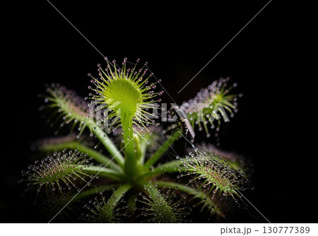 Macro of a sundew carnivorous plant trapping a fly with its sticky dewy tentacles on black 130777389