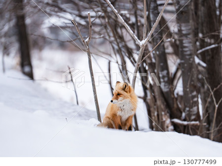 冬のキタキツネ 130777499