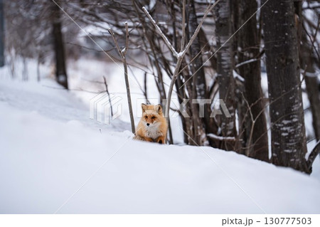 冬のキタキツネ 130777503