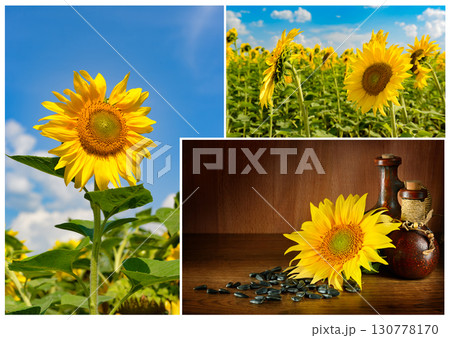 A Collage of a Sunflower Journey: From a Vibrant Field under a Blue Sky to Seeds and Oil in a Still Life Setting. A Collage of a Sunflower Journey: From a Vibrant Field under a Blue Sky to Seeds and Oil in a Still Life Setting. 130778170