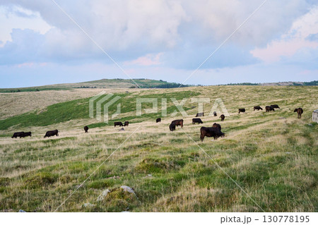 牧場の風景 130778195