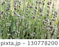 Close up shots of lavender plant buds 130778200