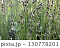 Close up shots of lavender plant buds 130778201