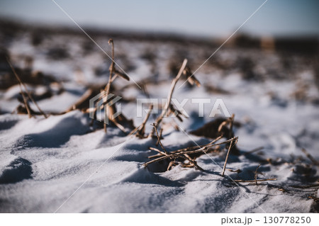Selective focus on crop residue in a barren field covered with snow during winter. Selective focus on crop residue in a barren field covered with snow during winter. 130778250