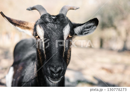 Close up portrait of a black goat outdoors Close up portrait of a black goat outdoors 130778273