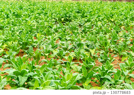 Tobecco plantation in Doraranahalli, Mysore, India 130778683