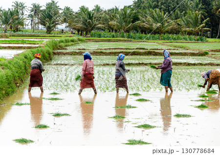 Traditional manual rice cultivation in rural India Traditional manual rice cultivation in rural India 130778684